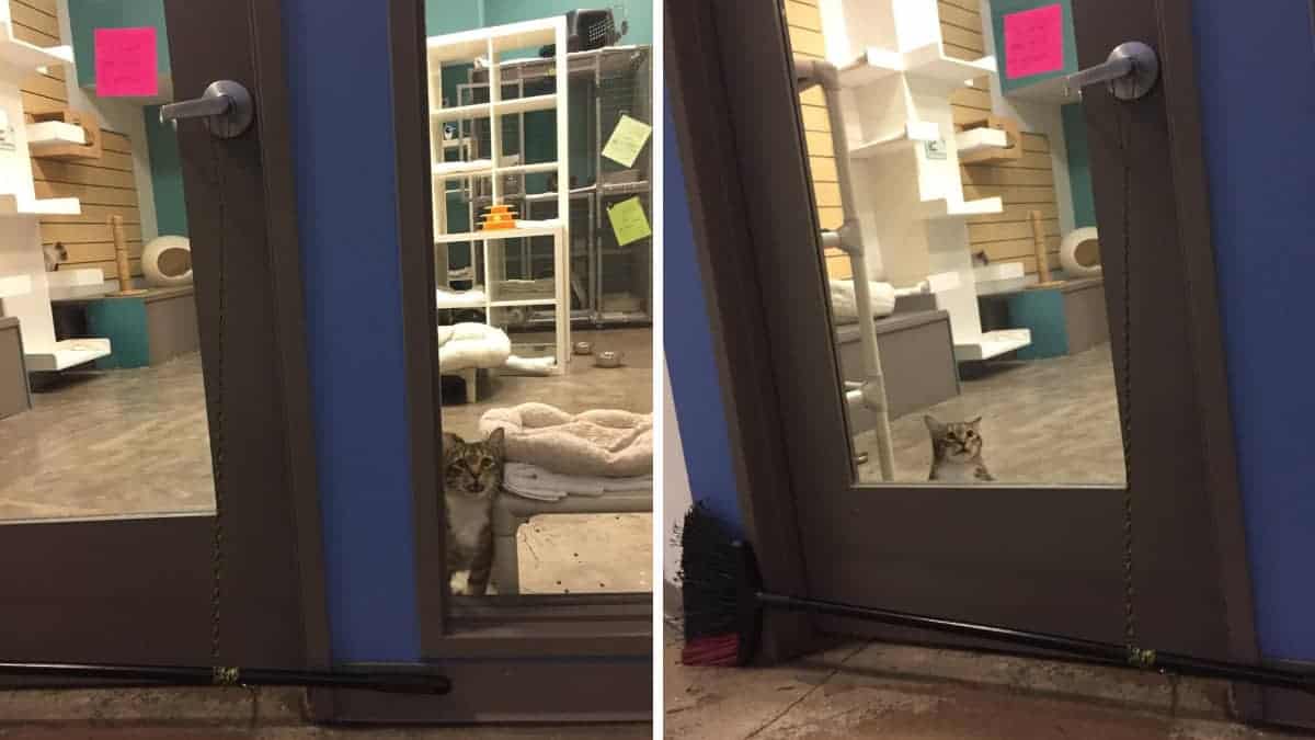 Gattino viene messo in isolamento perché da solo libera tutti gli animali del rifugio