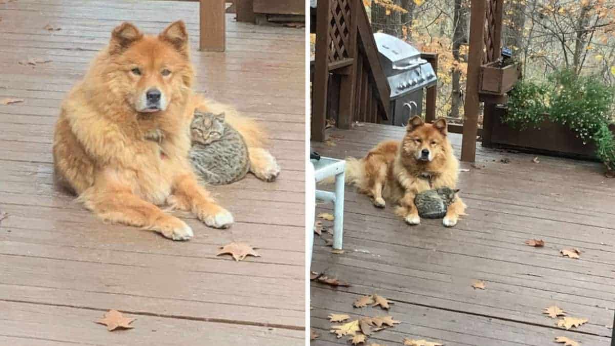 La famiglia guarda fuori dalla finestra e trova il loro cane che scalda un gattino randagio