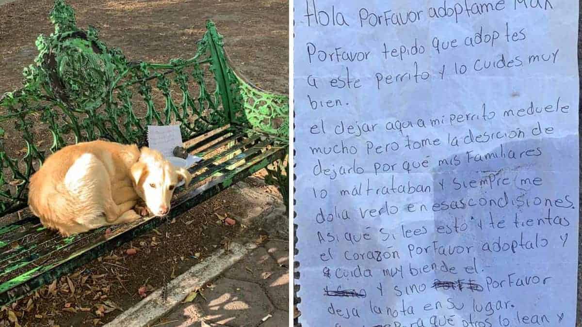 Il cucciolo viene lasciato a se stesso su una panchina con una nota che spiega perché