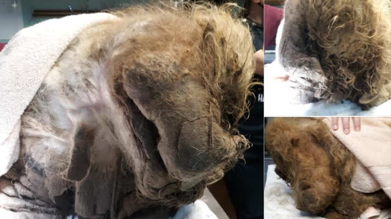 L’animale è nascosto sotto 7 kg di pelo e i soccorritori non sanno nemmeno di che tipo di animale si tratti