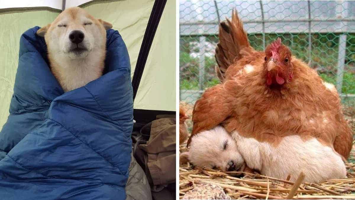 13 simpatiche immagini di animali addormentati
