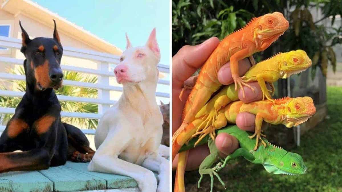 La natura è così colorata: 20 foto che lo dimostrano