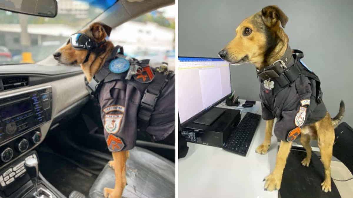 Cane viene adottato dagli ufficiali di polizia e si gode la sua nuova vita alla stazione