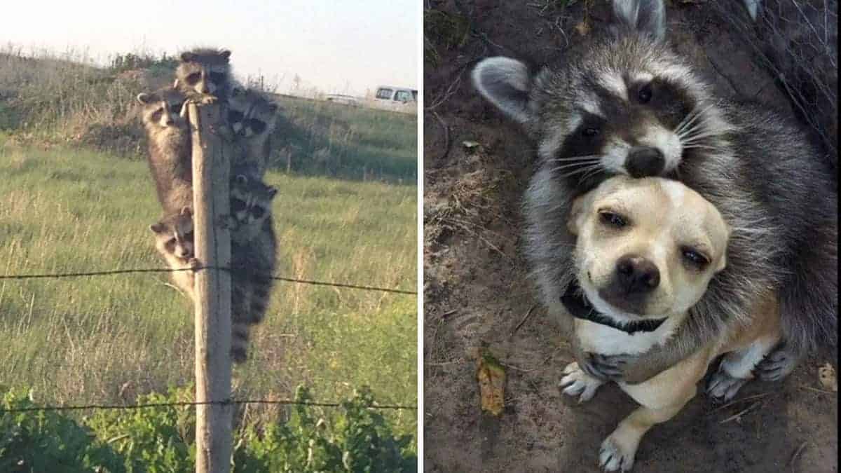 Ecco le 12 migliori foto di procioni che mostrano che sono davvero sorprendenti e adorabili