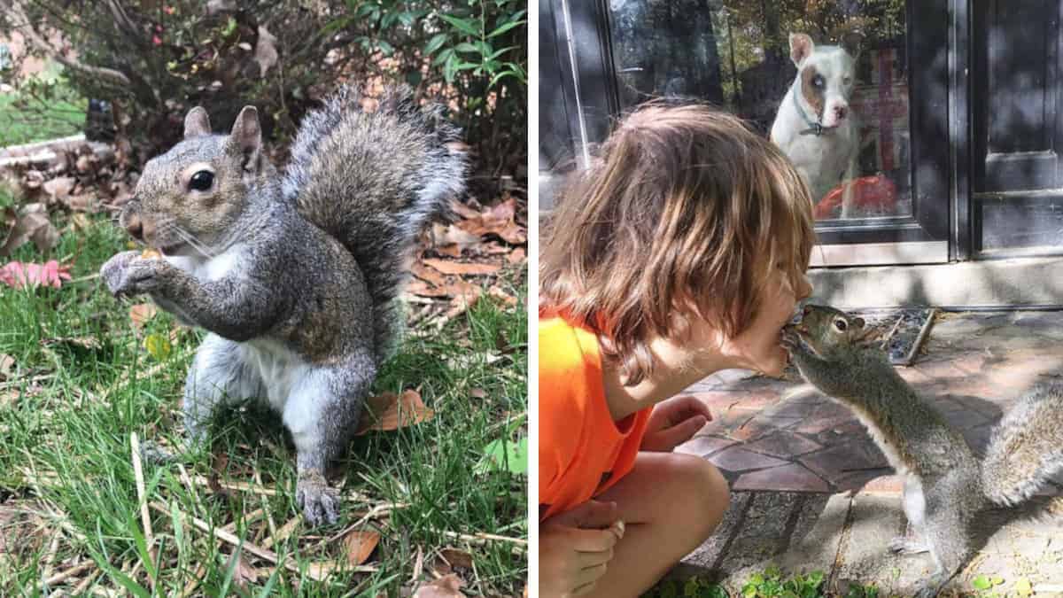 Lo scoiattolo bussa alla finestra della famiglia ogni giorno per 8 anni e riceve una meravigliosa sorpresa (Video)