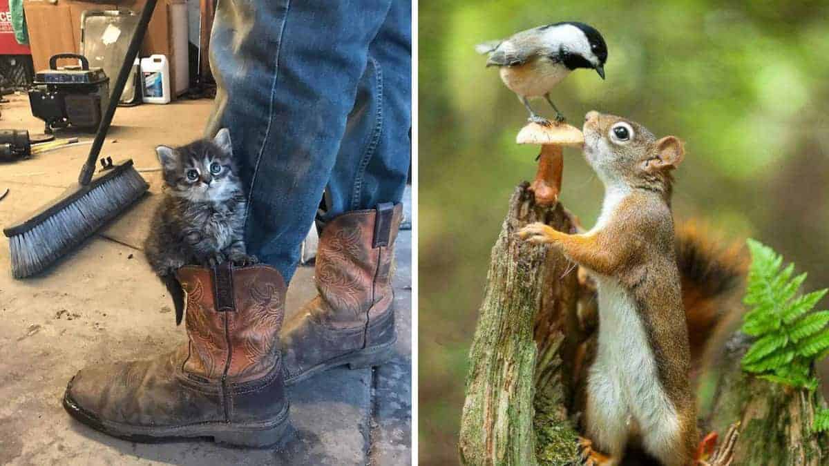 13 immagini di animali che fanno bene contro lo stress