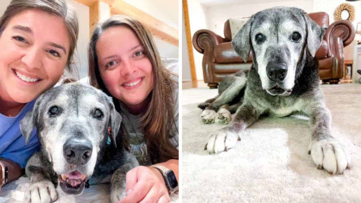I giovani adottano un cane di 19 anni per vivere i suoi ultimi momenti pieni di felicità