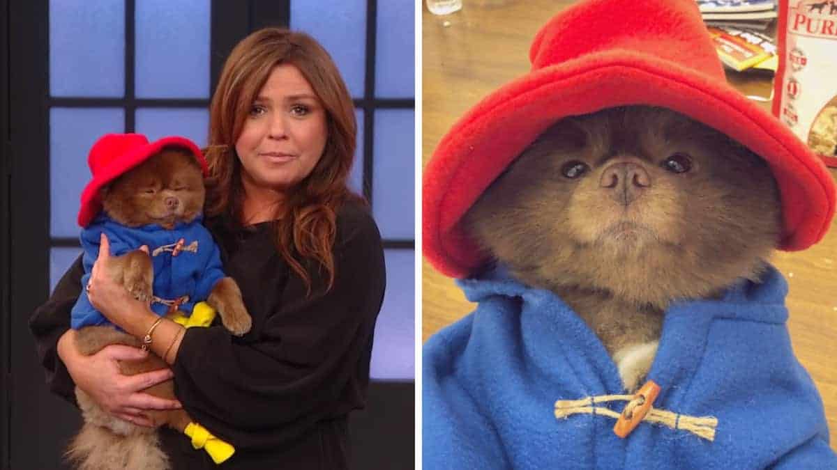 Il proprietario scioglie milioni di cuori vestendo il cucciolo di Pomerania con l’abito dell’orso Paddington