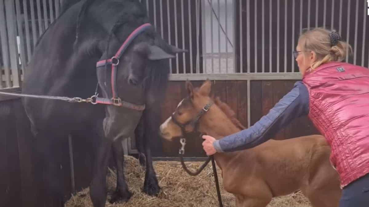 Mamma cavallo perde puledro ed “adotta” un puledro orfano