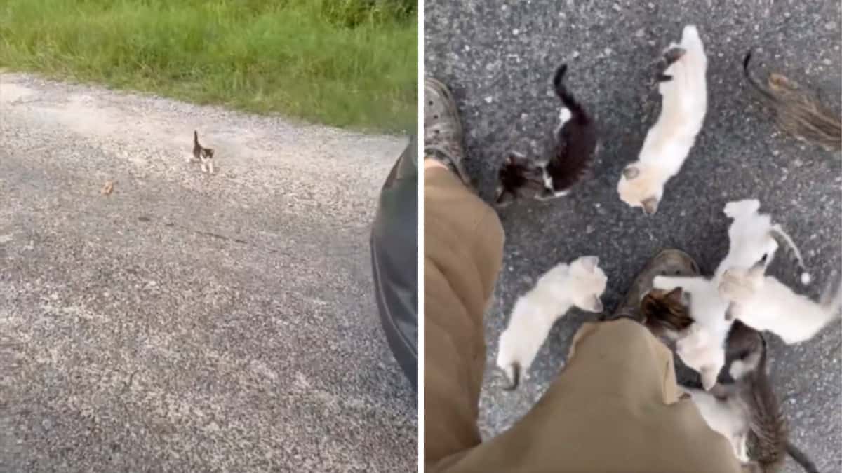 Voleva salvare un gattino, ma finisce per salvarne 12