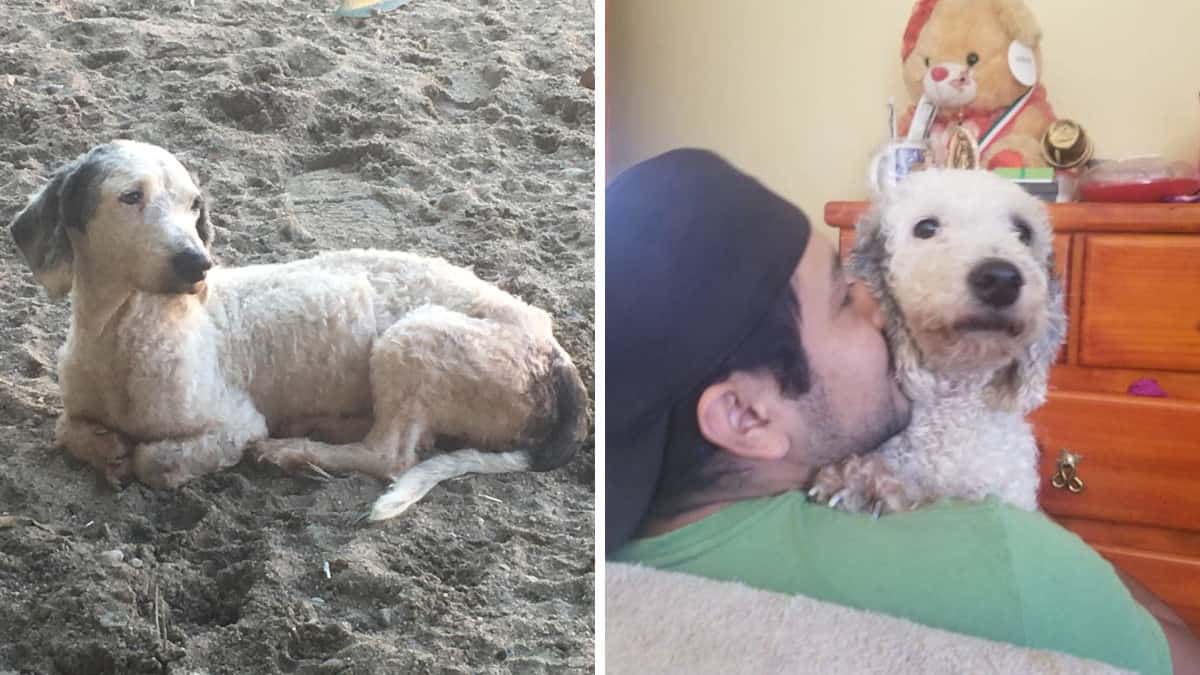 È stato cacciato di casa e ha vagato tristemente per mesi finché non è stato accolto