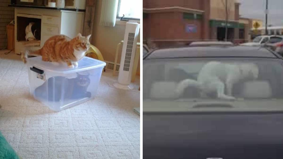 La vendetta è dolce: 17 cani e gatti si vendicano