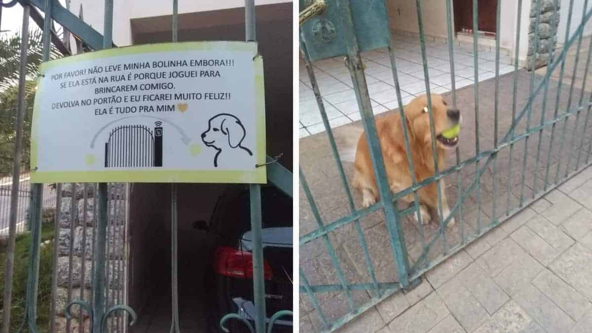 Il proprietario crea un cartello in modo che nessuno prenda la palla preferita del suo cucciolo