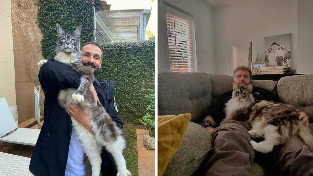 16 gatti che non sanno quanto sono grandi