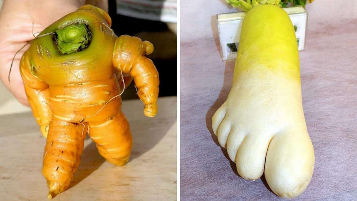 24 foto di frutta e verdura dalla forma insolitamente divertente