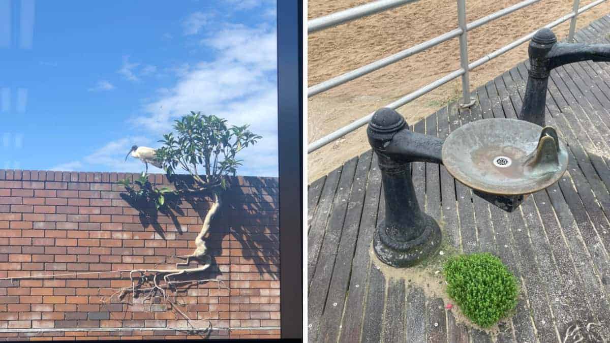 16 foto che dimostrano che la natura si fa strada nei luoghi più inaspettati