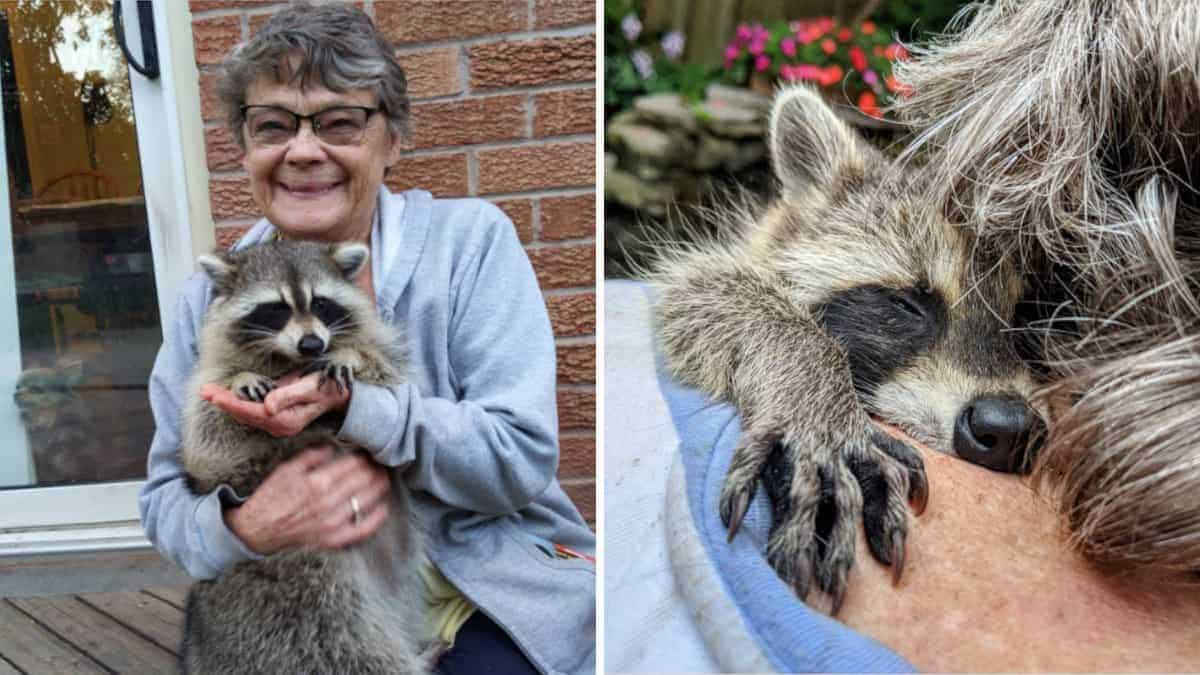 Signora salva la vita di un procione orfano e lui torna ogni giorno per ringraziare