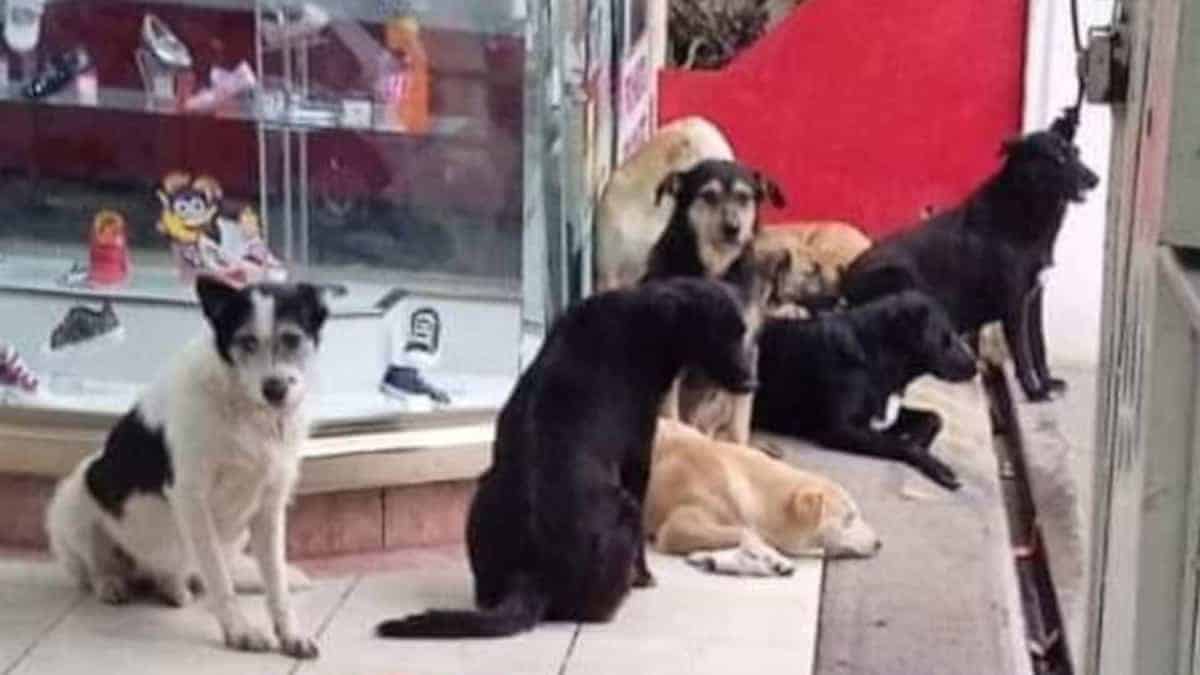 Il negozio di scarpe consente ai cuccioli senzatetto di ripararsi dalla pioggia nella loro attività