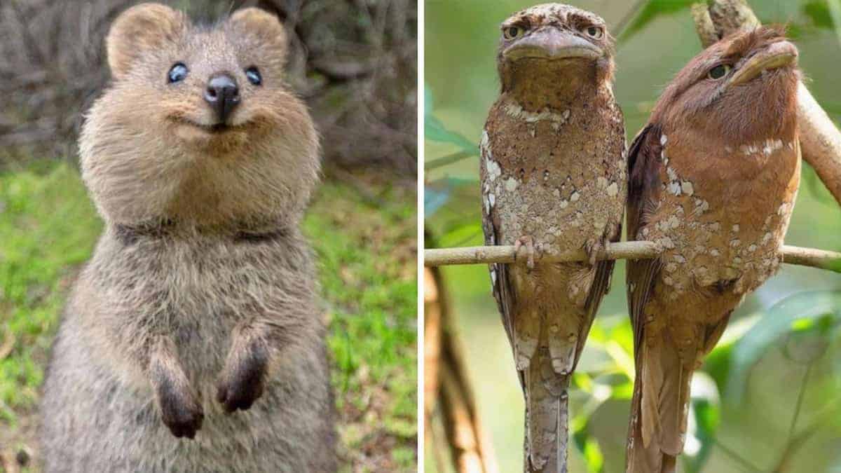 10 Strani animali da tutto il mondo
