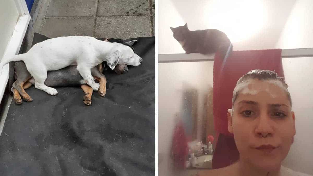 Animali divertenti che fanno solo quello che vogliono: 14 Immagini