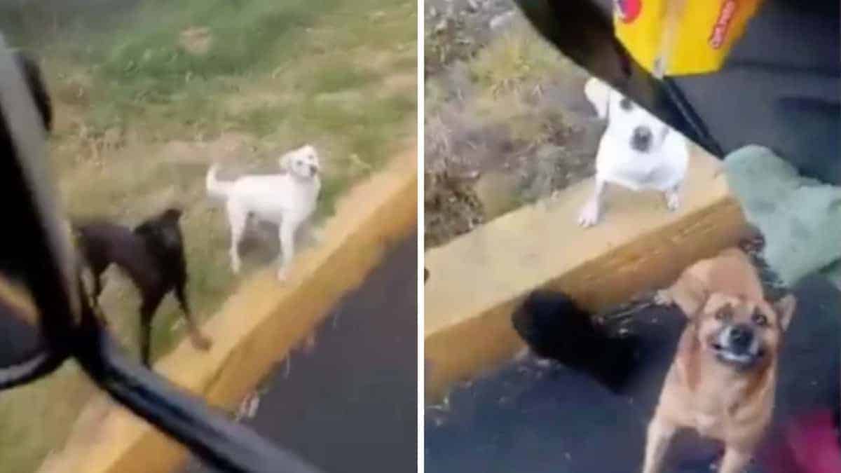 Il camionista si ferma in tutti i suoi viaggi per dare da mangiare ad un branco di cani randagi