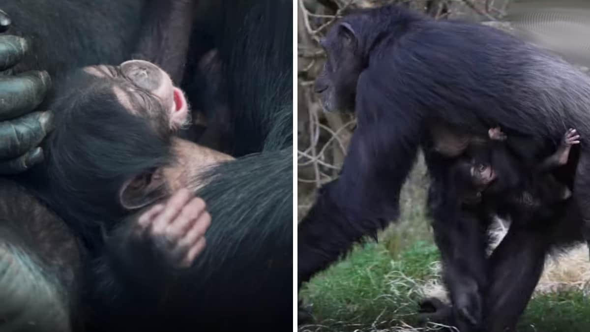 Nasce lo “scimpanzé più raro del mondo” in grave pericolo di estinzione