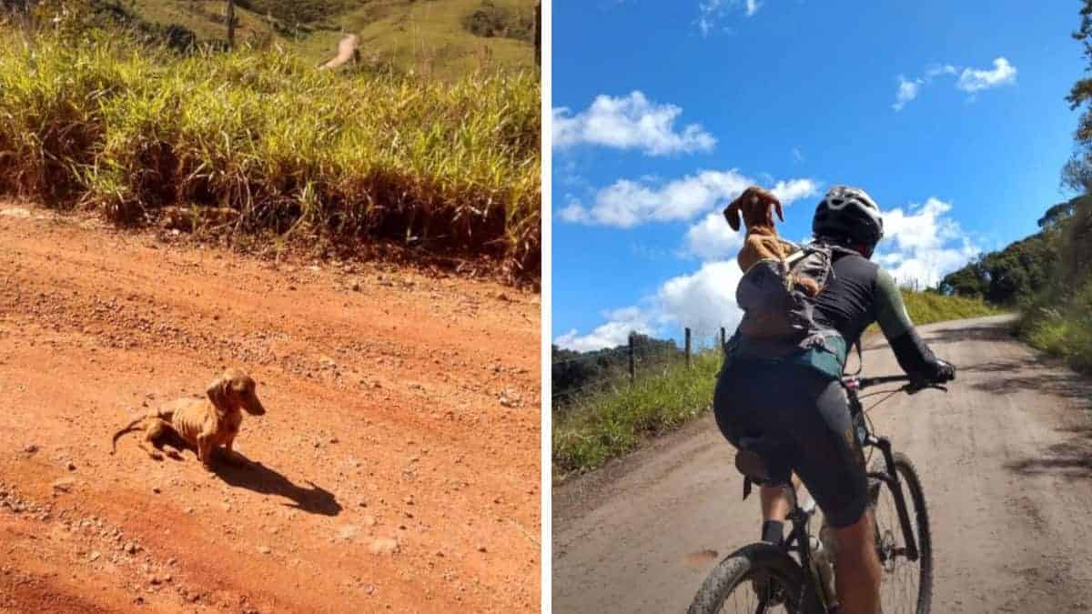 I ciclisti vedono un cucciolo abbandonato al suo destino e decidono di fermarsi per cambiargli la vita
