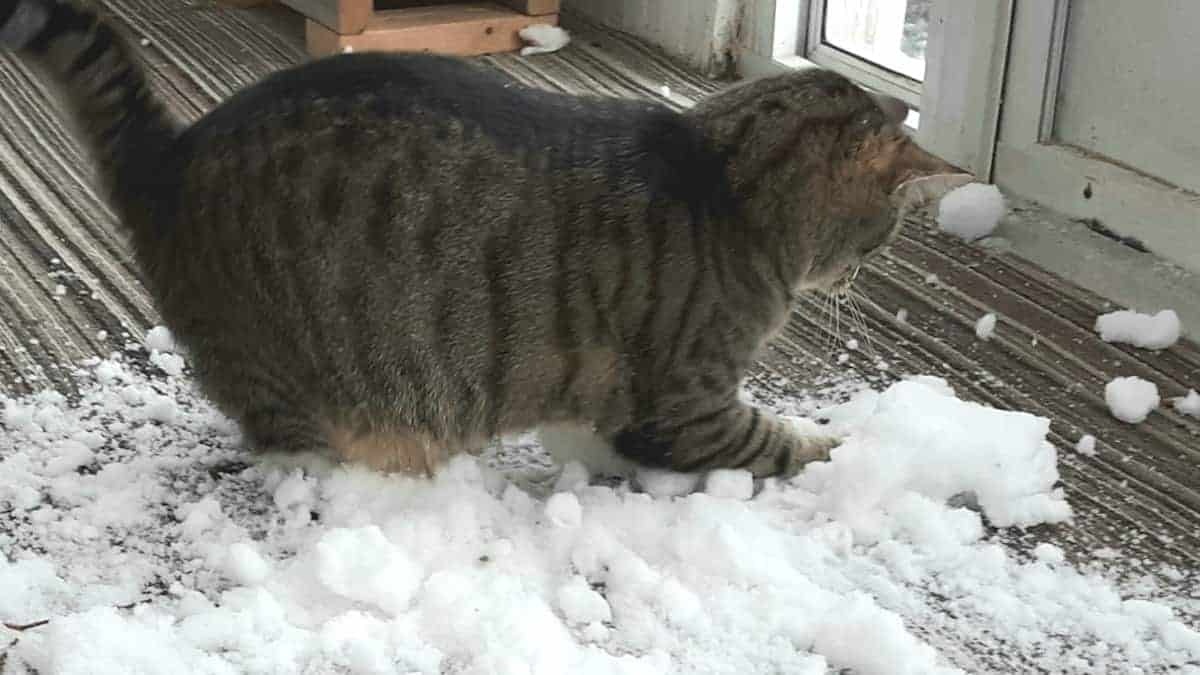 La coppia porta la neve in casa così il loro gatto possa giocare come un matto