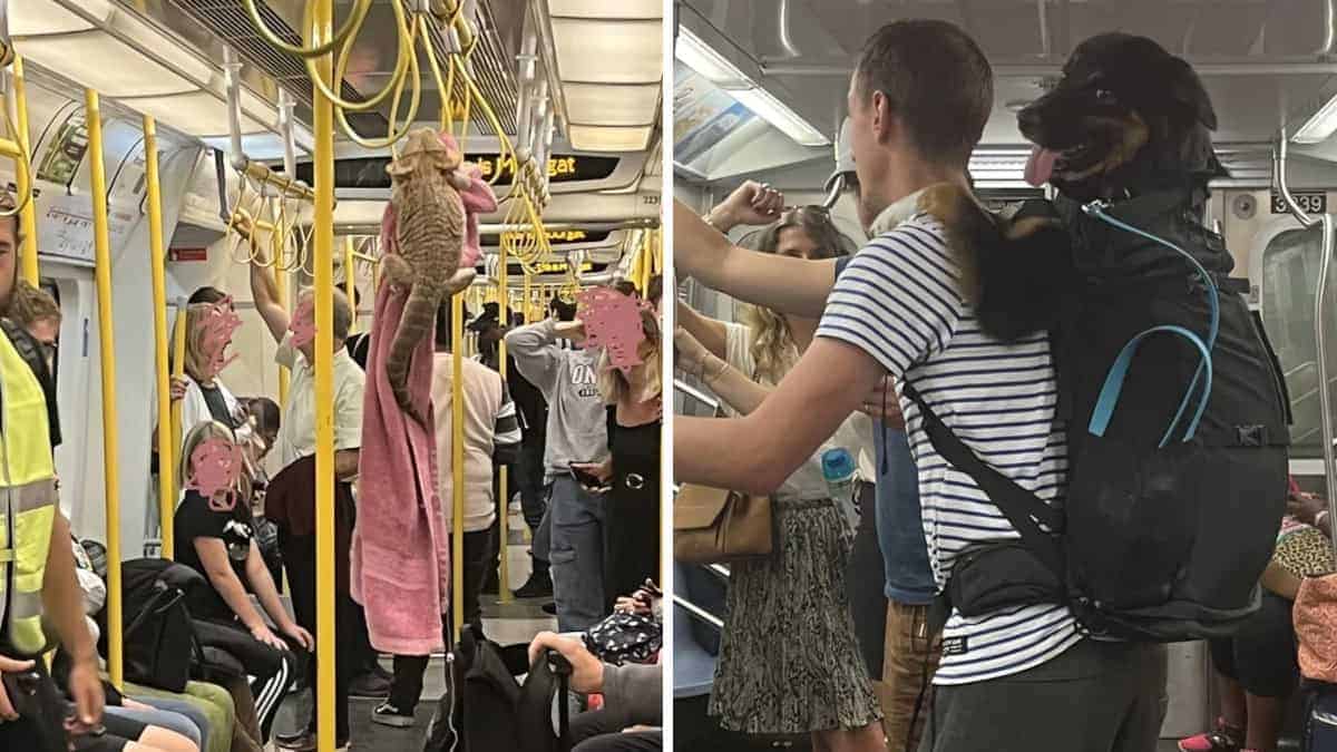 11 prove che c’è sempre qualcosa di insolito sui trasporti pubblici