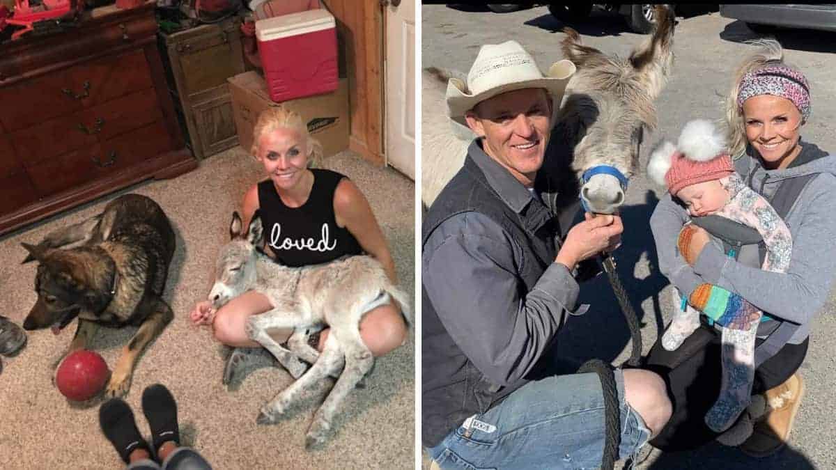 L’asino che è cresciuto con i cani si comporta come uno di loro quando il suo umano torna a casa