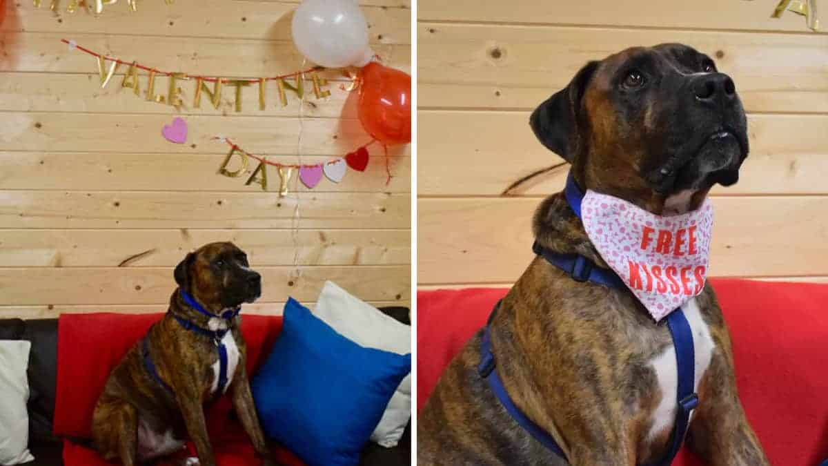 Organizzano una festa per l’adozione di un cucciolo senzatetto, ma non ci è andato nessuno