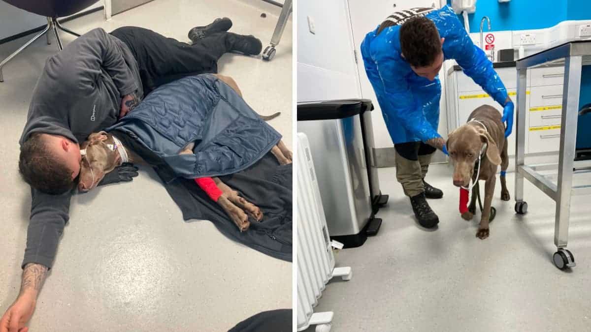 Giovane disposto a vendere la sua casa per salvare la vita del suo cane