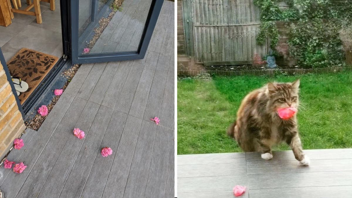 La donna vede che qualcuno ha portato dei fiori alla sua porta, ma si accorge che è un gattino a portarli