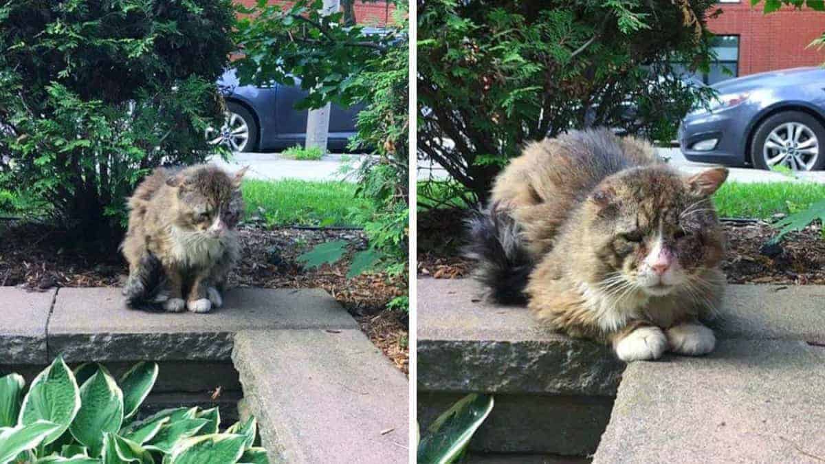 Un gatto triste siede nel giardino di una donna sperando in una casa