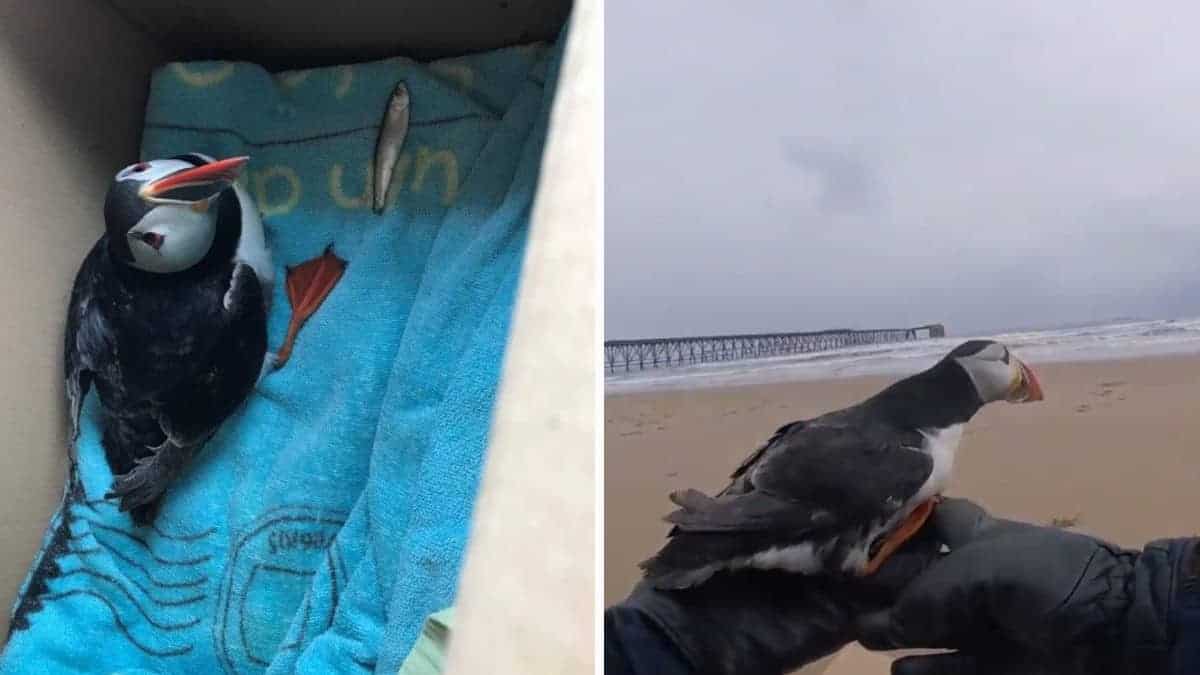 L’uomo salva una pulcinella di mare che ha trovato persa e disorientata