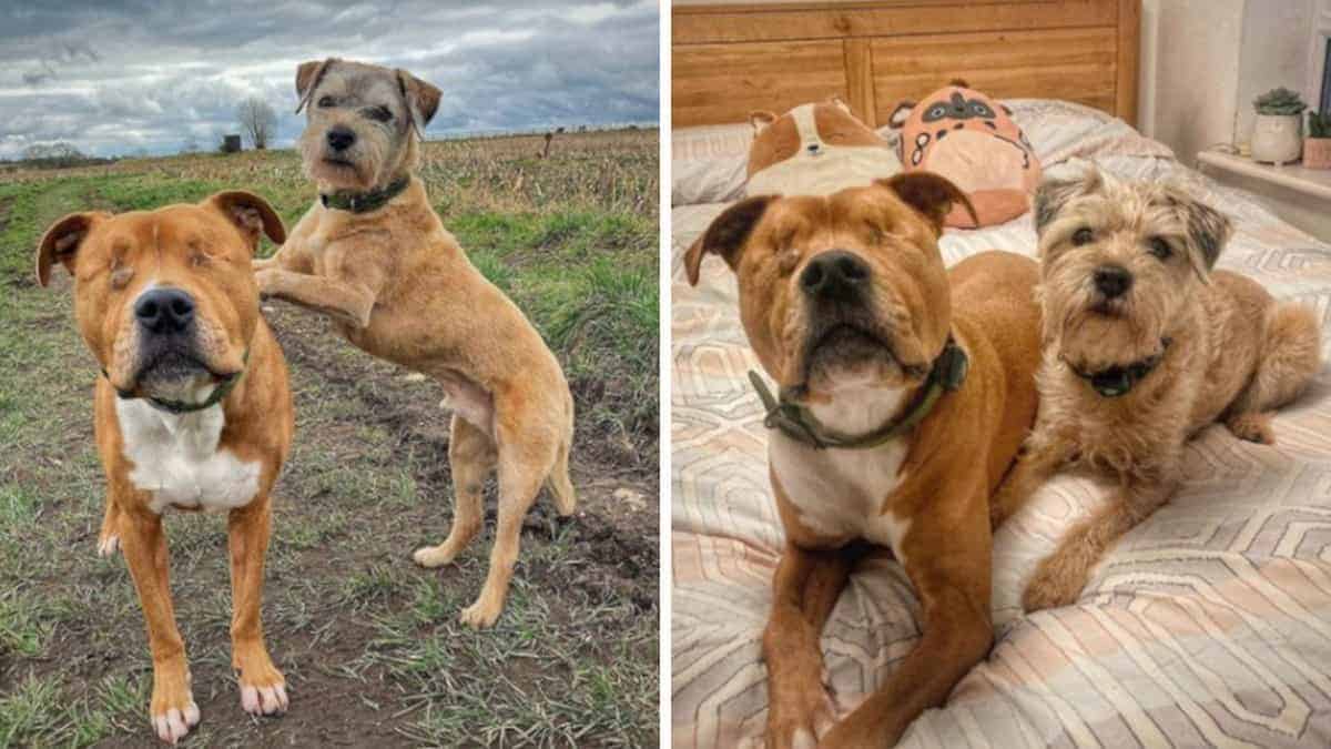 Cucciolo nato cieco ha trovato un amico che lo guida ogni volta che si perde: “È la sua guardia del corpo”