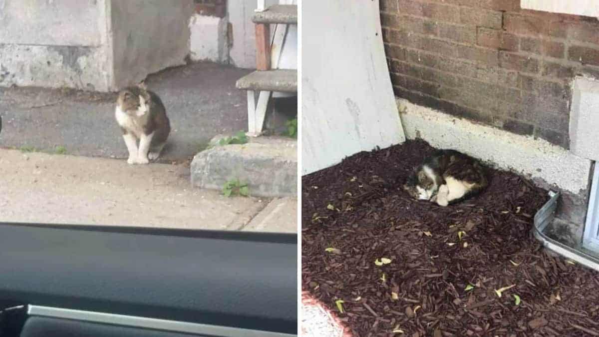 Il gatto è felice di aver trovato una casa, dopo aver vissuto sotto le scale per anni