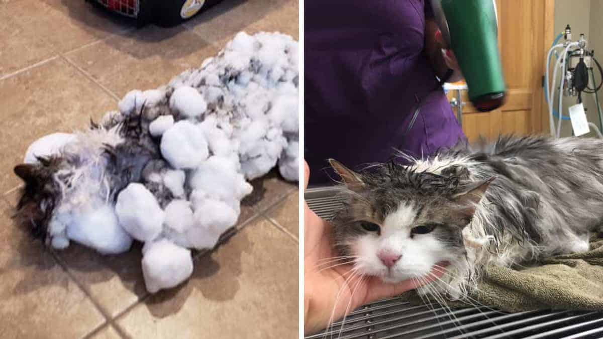 Gatto congelato trovato sotto la neve ritorna alla vita