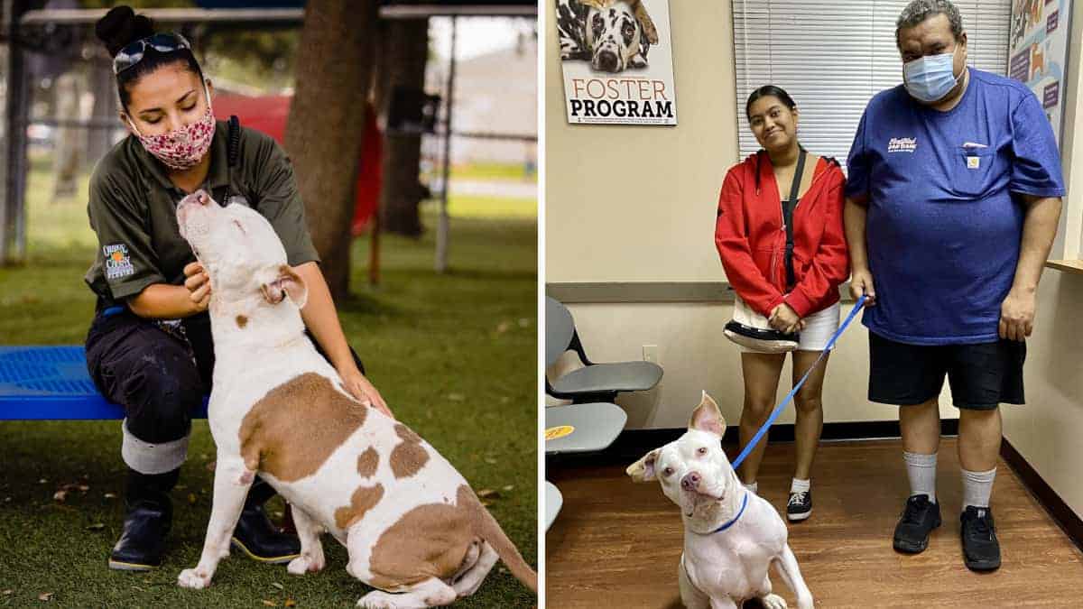 Cane rifiutato da 2 famiglie trova una nuova casa dopo una lunga attesa in un canile