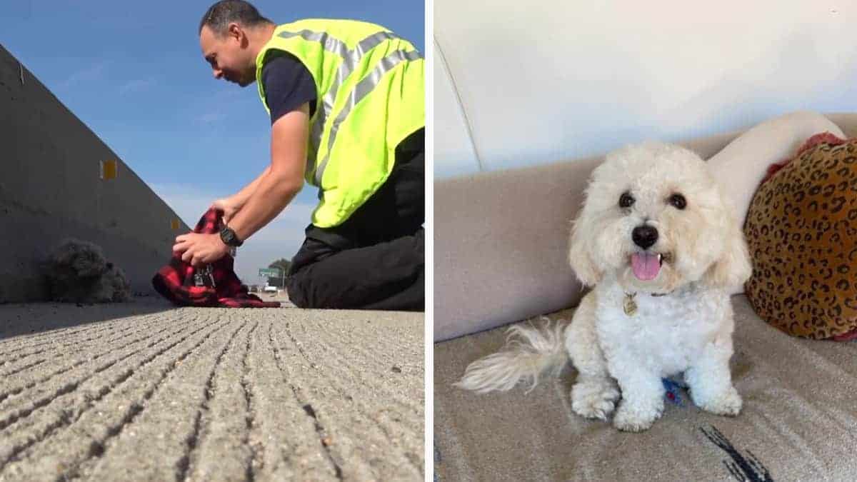 L’uomo si ferma in mezzo alla strada per aiutare una cagnolina che era stata abbandonata