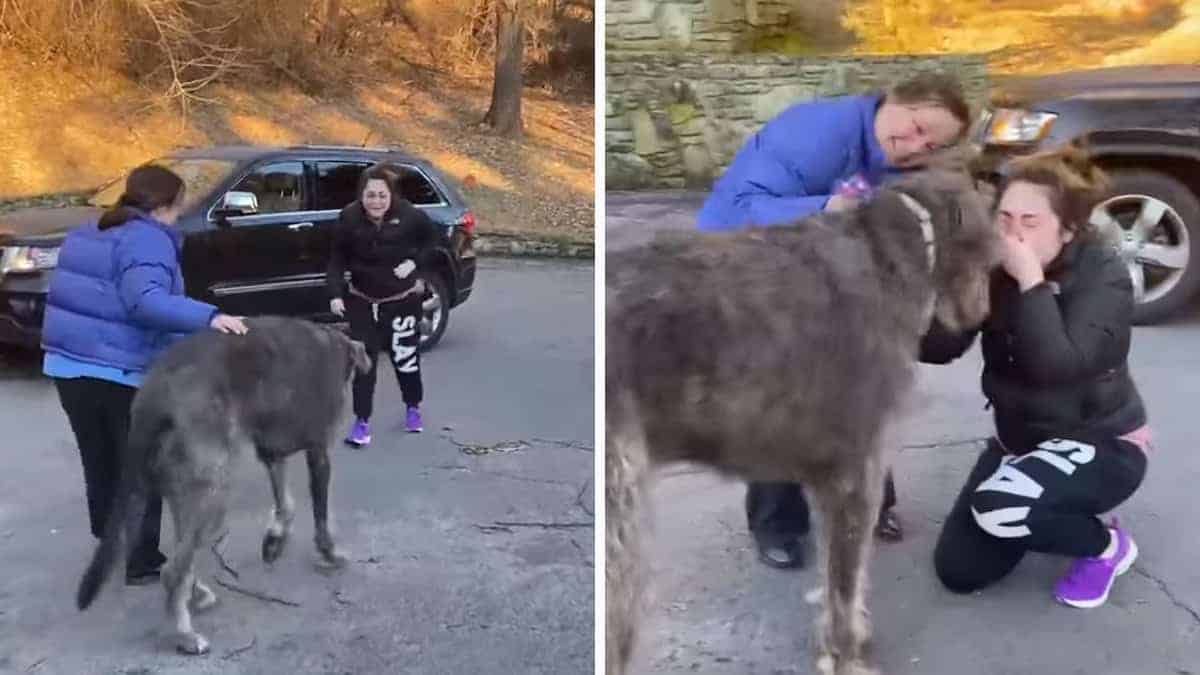 Il cane era scomparso in un incidente d’auto e la donna crolla quando finalmente lo trova
