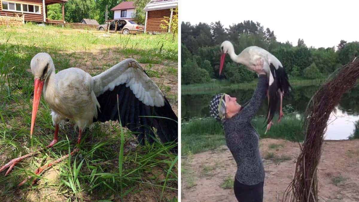 Il giovane salva una cicogna che non poteva volare e le regala una nuova vita