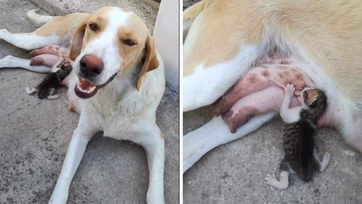 Un gattino è stato gettato via, ma una buona madre lo ha adottato (Video)