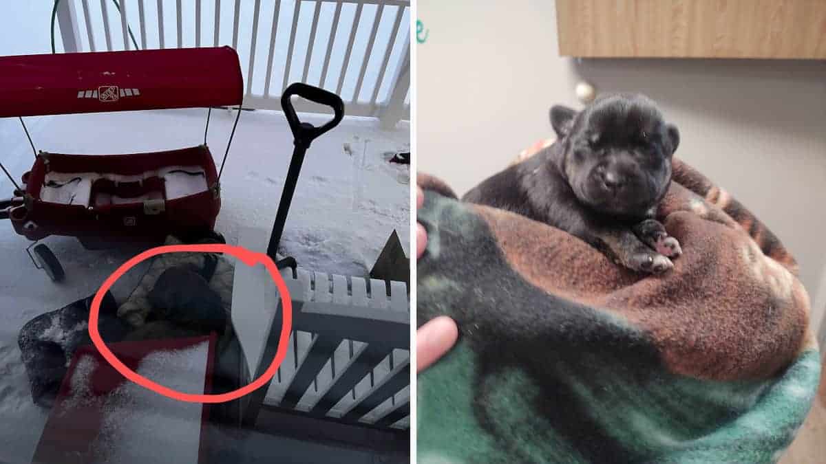 Mamma cagnolina e il suo cucciolo rannicchiato nella neve sono stati adottati. Si sono protetti dal freddo