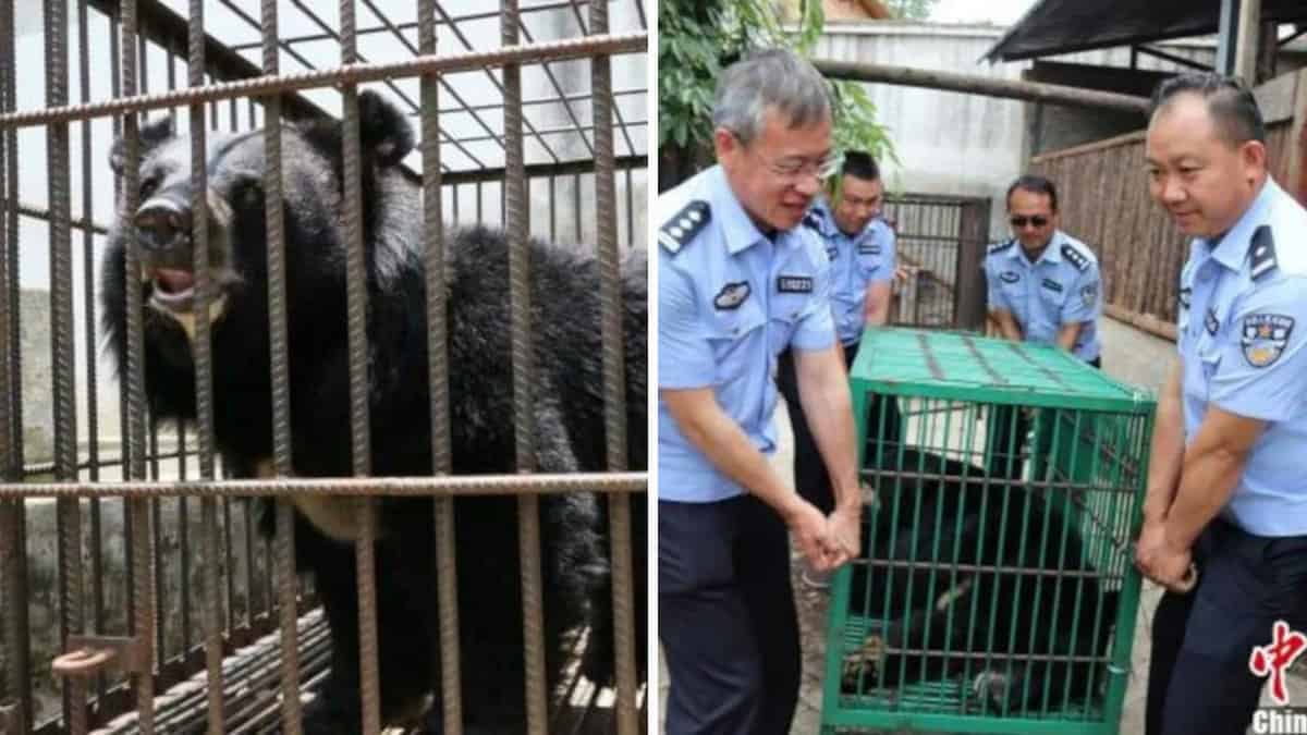 Ha allevato un cucciolo di mastino tibetano, ma si è resa conto che non era un cane