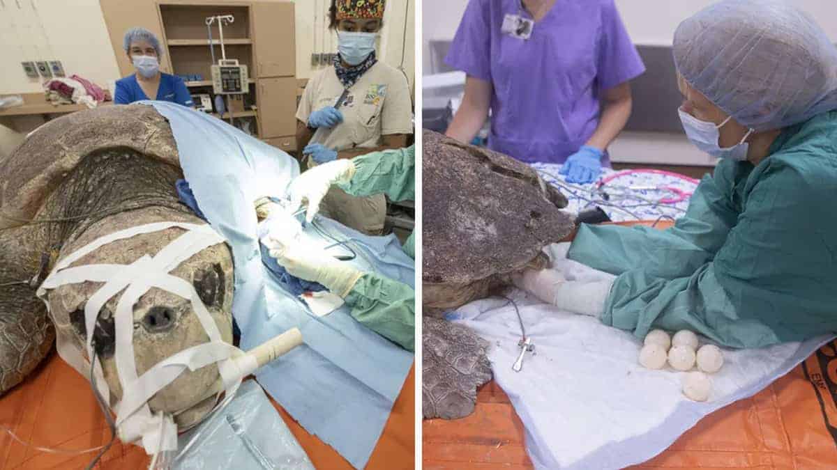 Salvano una tartaruga attaccata da uno squalo e finiscono per salvare più di 100 vite