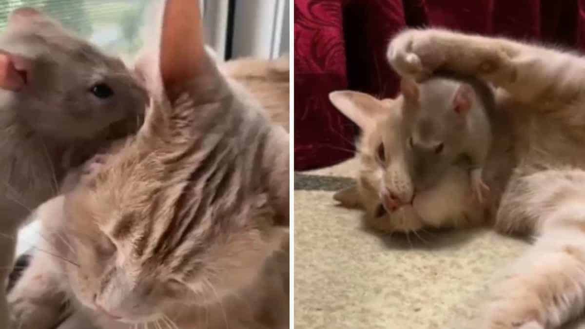 Quando il topino vede il gatto fa delle cose inimmaginabile (Video)