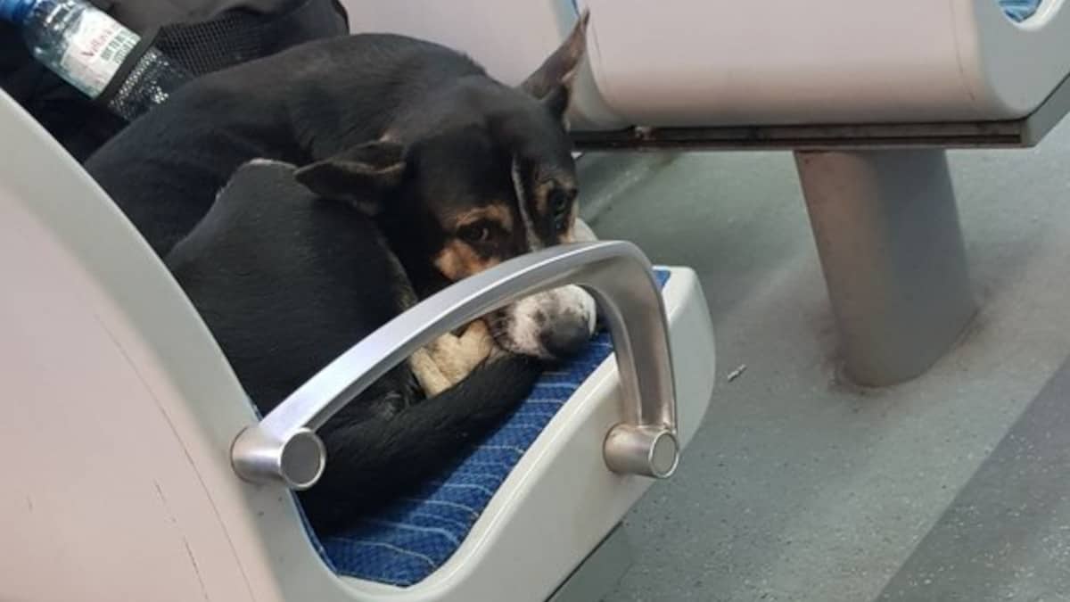 Il cagnolino si è intrufolato sulla linea del treno e ha rubato il sedile di una ragazza