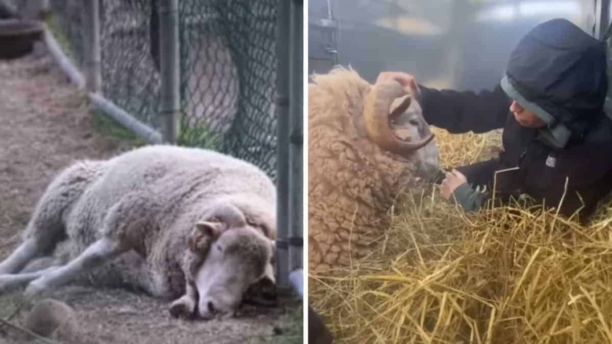 L’ariete solitario che è stato solo per 10 anni ha finalmente trovato la sua “famiglia”