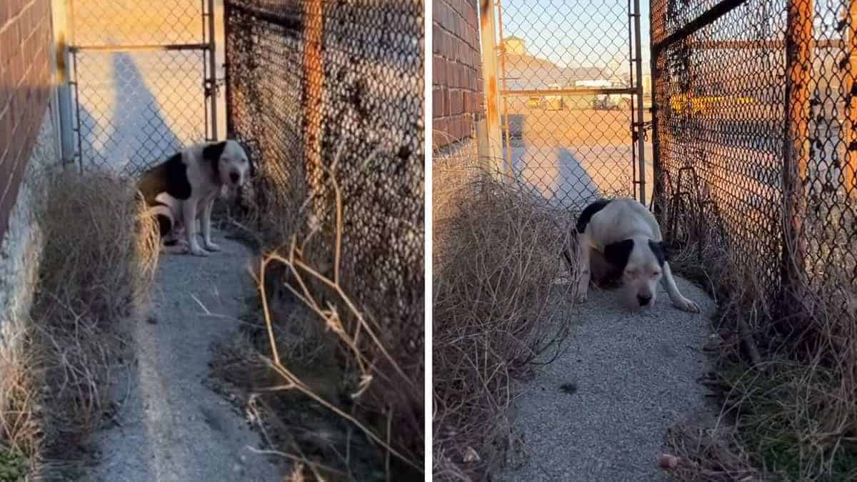 Il cane randagio mostra apprezzamento al suo soccorritore sciogliendosi tra le sue braccia (Video)